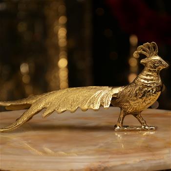 طاووس دم دراز نر