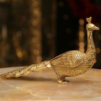 طاووس دم دراز ماده